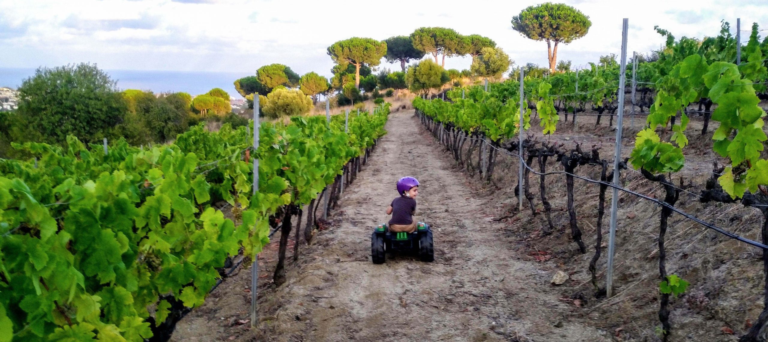 International Green Tech Foundation farm and vineyards