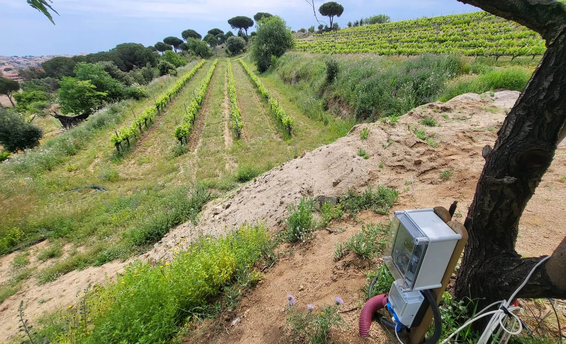 Shelly Cloud Devices